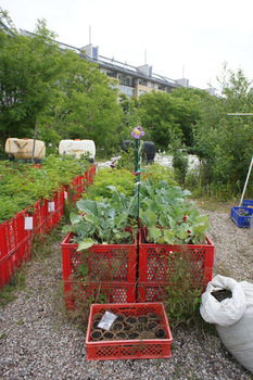 Súlyos élelmiszerkrízis várható: a közösségi kertek segíthetnek?