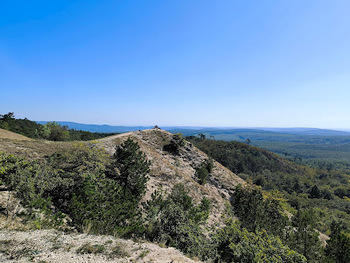 Fenyvesek, des gyantaillat, szbe hajl erdk